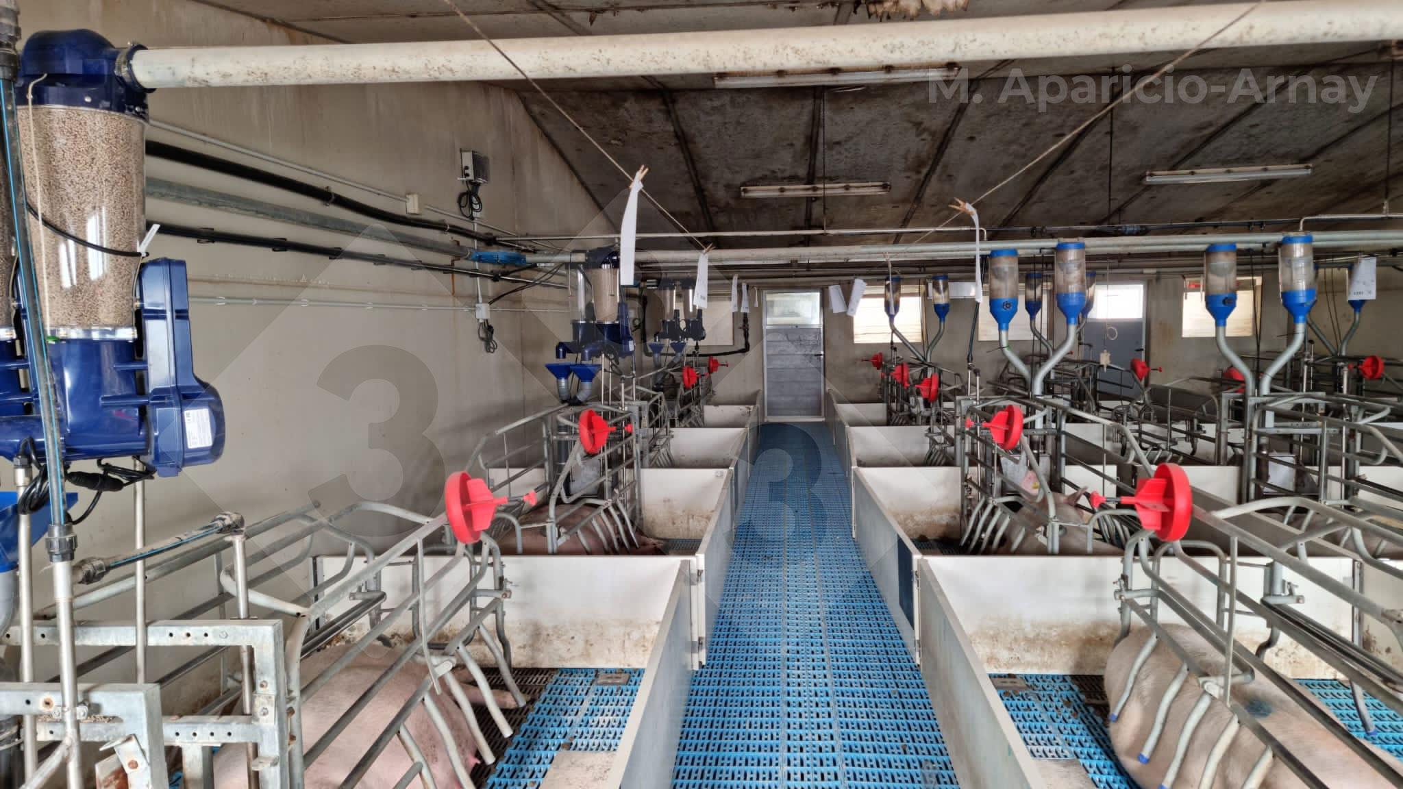 Alimentación de precisión durante la lactancia de las cerdas.